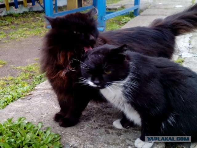 Котовторник 24.10.2017