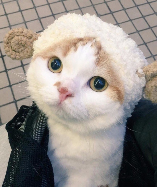Коты и Кошки