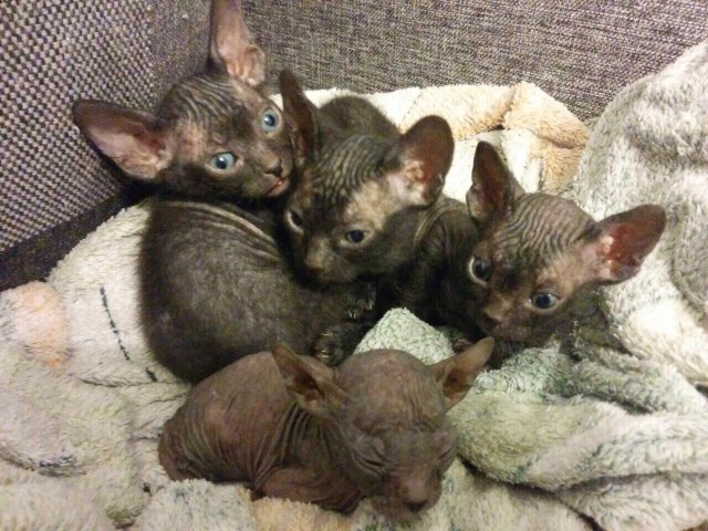 Кошмарно симпатичный