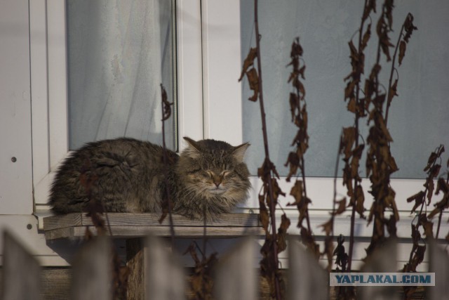 Котовторник  13.02.2018