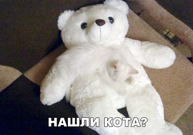 Фотобомбы котов
