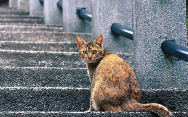 Прикольных котов пост