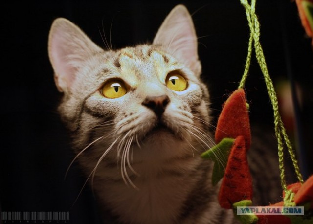 УРРААА ! Котовторник на ЯПлакалъ !