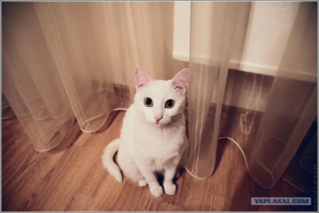 Котовторник на ферме (65 фот)