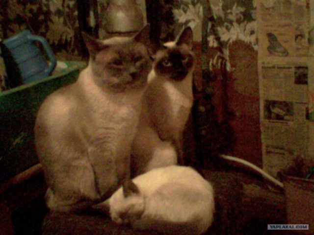 Котовторник (02.06.2009)