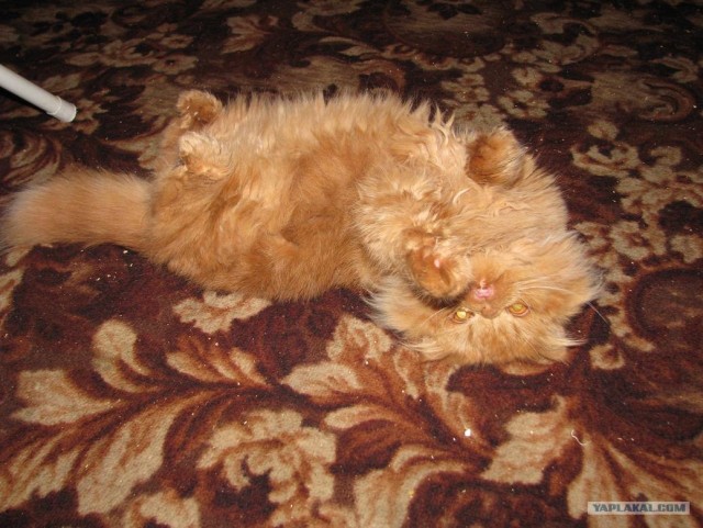 Котовторник!
