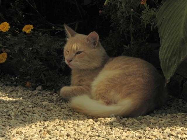 Котовторник: коты и... почти мыши
