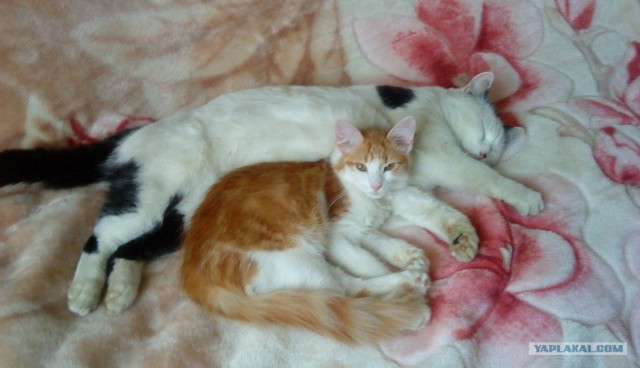 Котовторник стартует