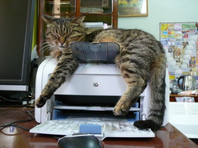 Котовторник объявляется открытым!