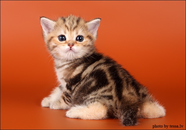 Супер-котофото на котовторник
