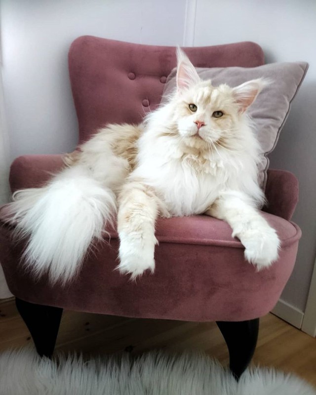 Прикольных котов пост