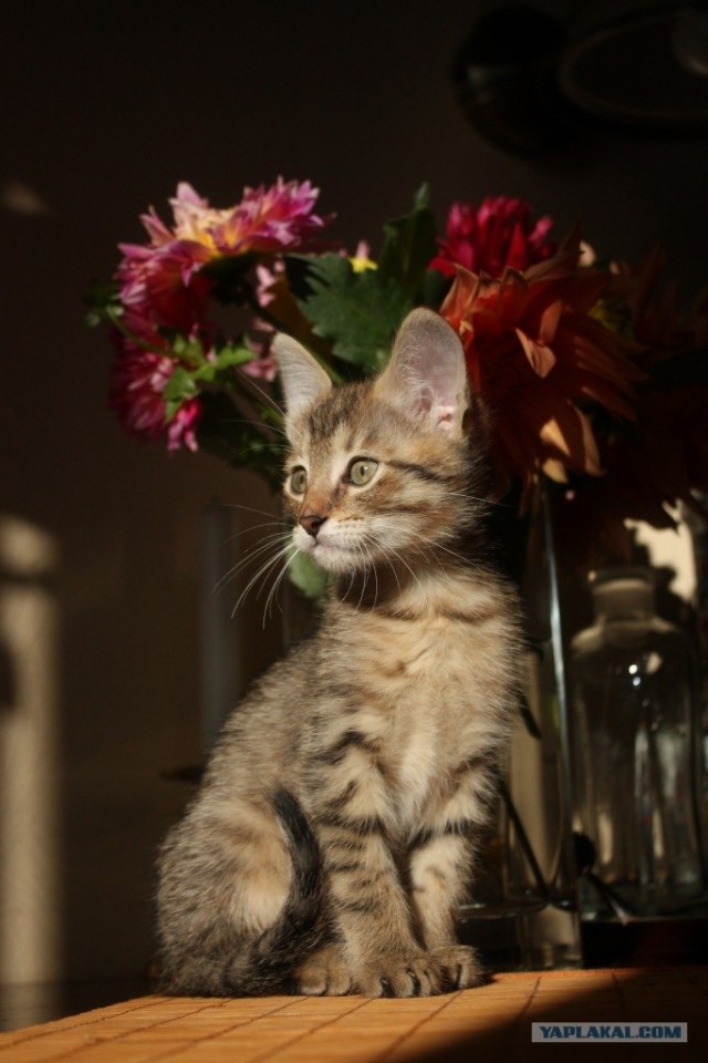 Котовторник! 11.10.11