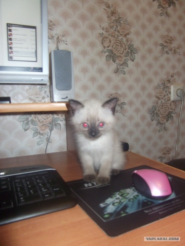 Котовторник (начало в супермаркете!)