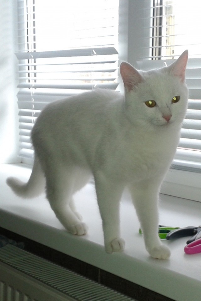 Котовторник 27.03.2012