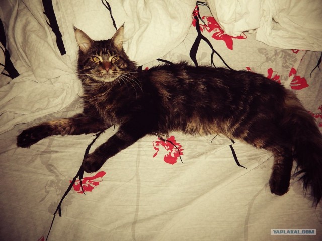 Котовторник  от 3.04.2012