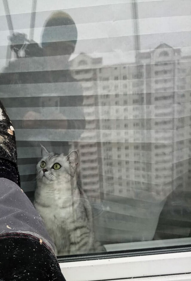Прикольных котов пост