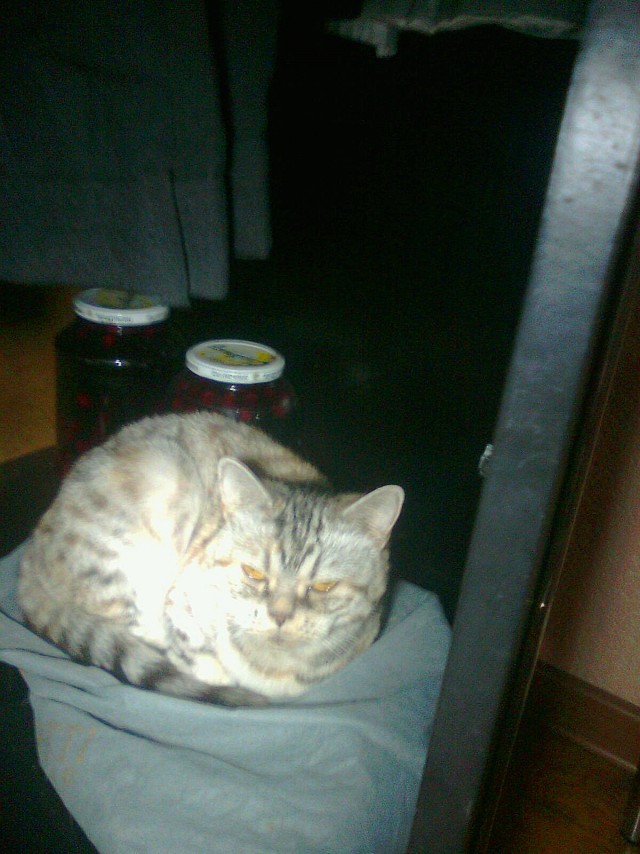 Котовторник  14.08.2012.