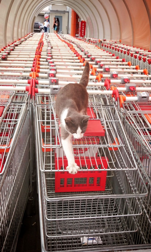 Прикольных котов пост