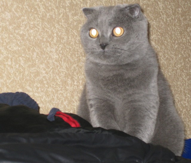 Котовторник  28.08.12