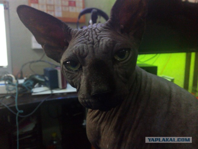 Трехцветное счастье