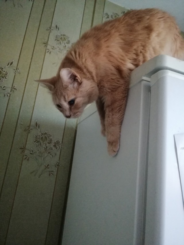 Забавные фото котеек