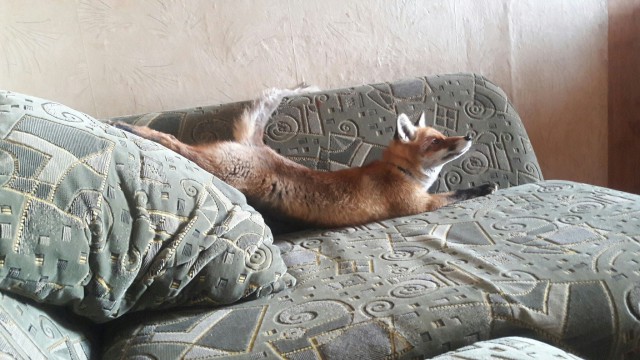 Живность из сети