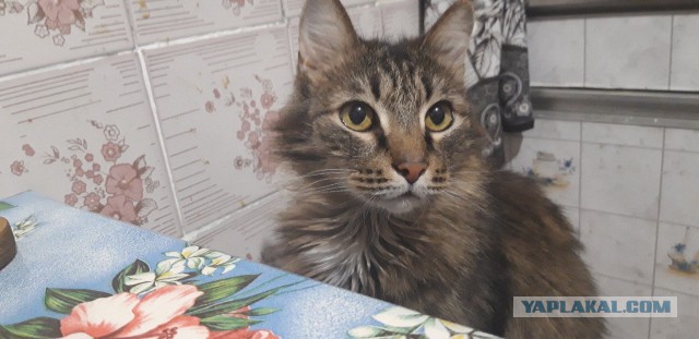Котовторник 30.04.2019.