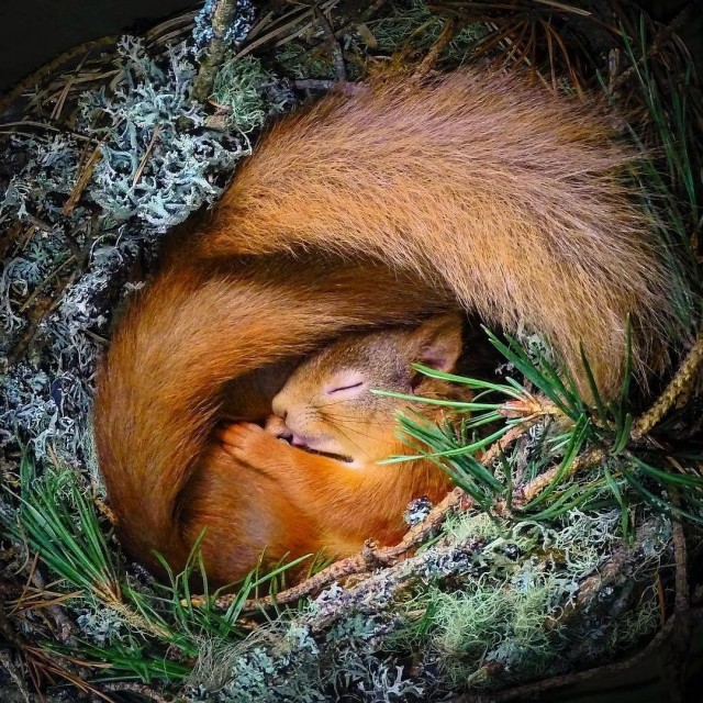 Животинки разной фото