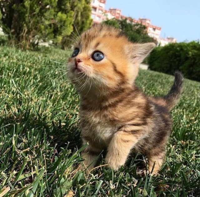 Забавные фото котеек