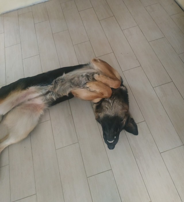 Немцы, смешные немцы
