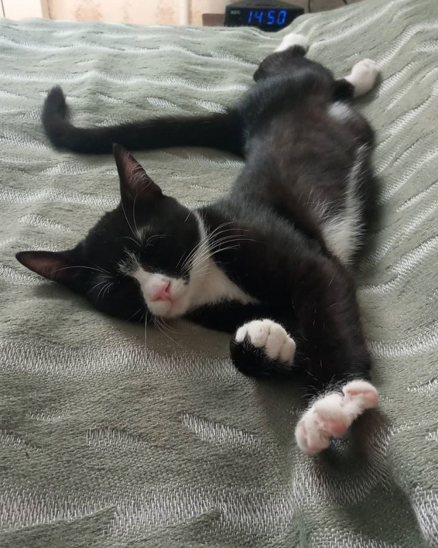 Котовторник