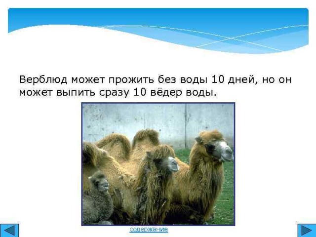Почему в колодцах посреди пустыни всегда была вода?