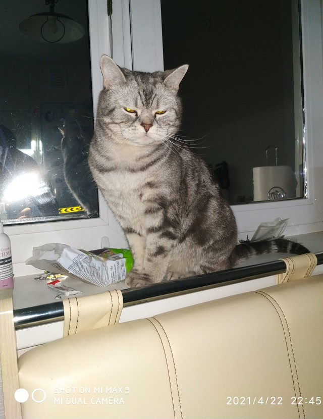 Кошки , кошечки, котяры 14.03.21