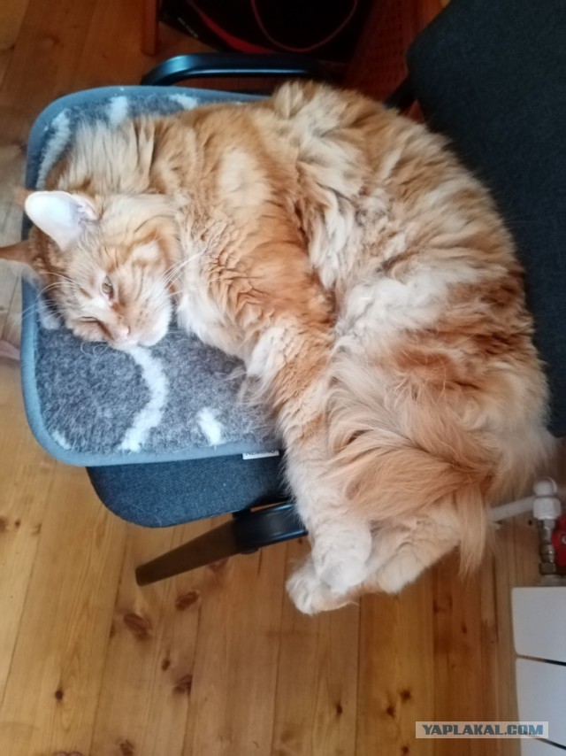 С котовторником!