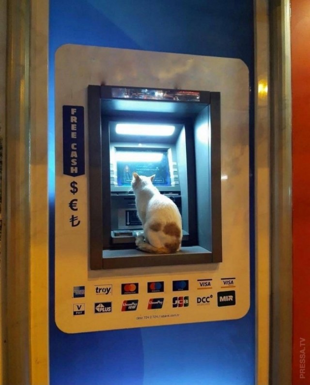 Которник
