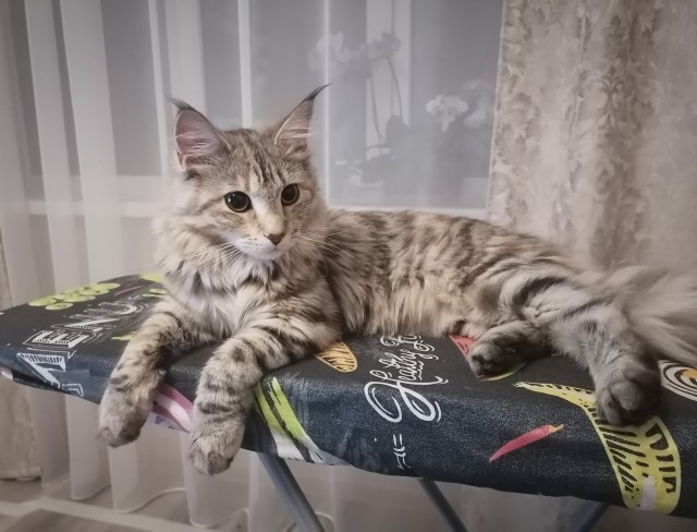Хоба! Котовторник!