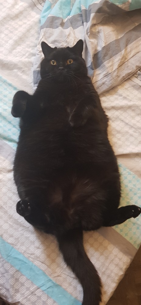 Мой самый первый КОТовторник!
