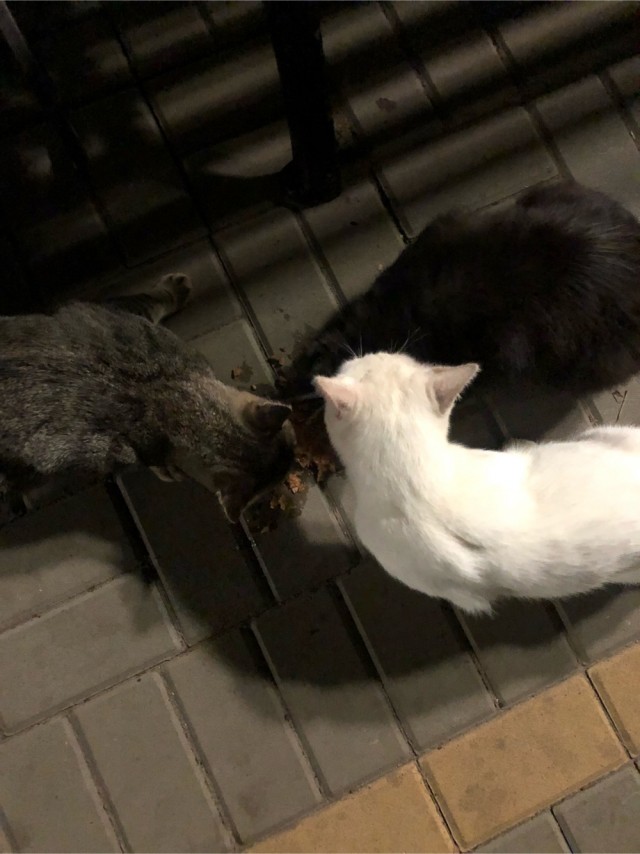 Котовторник 14.09.2021