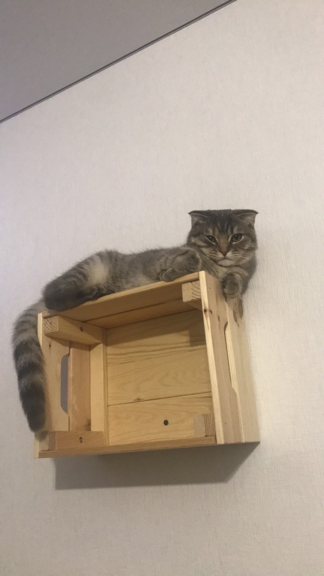 День кота.
