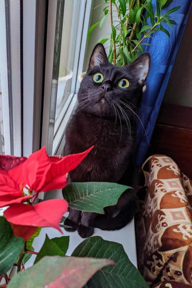 Котовторник так котовторник