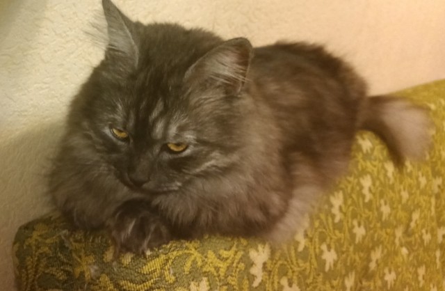Котовторник 21.12.21