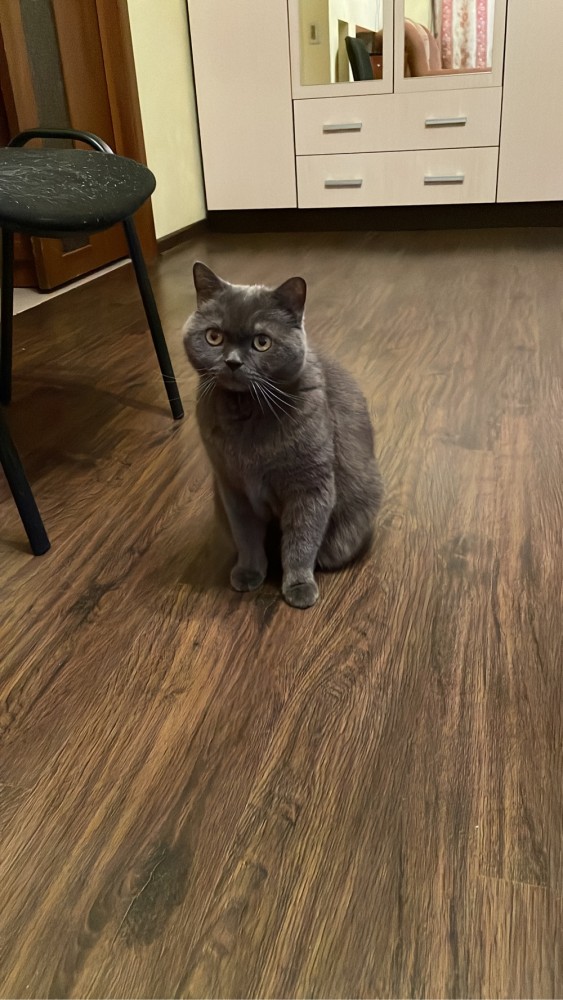 Котовоскресенье