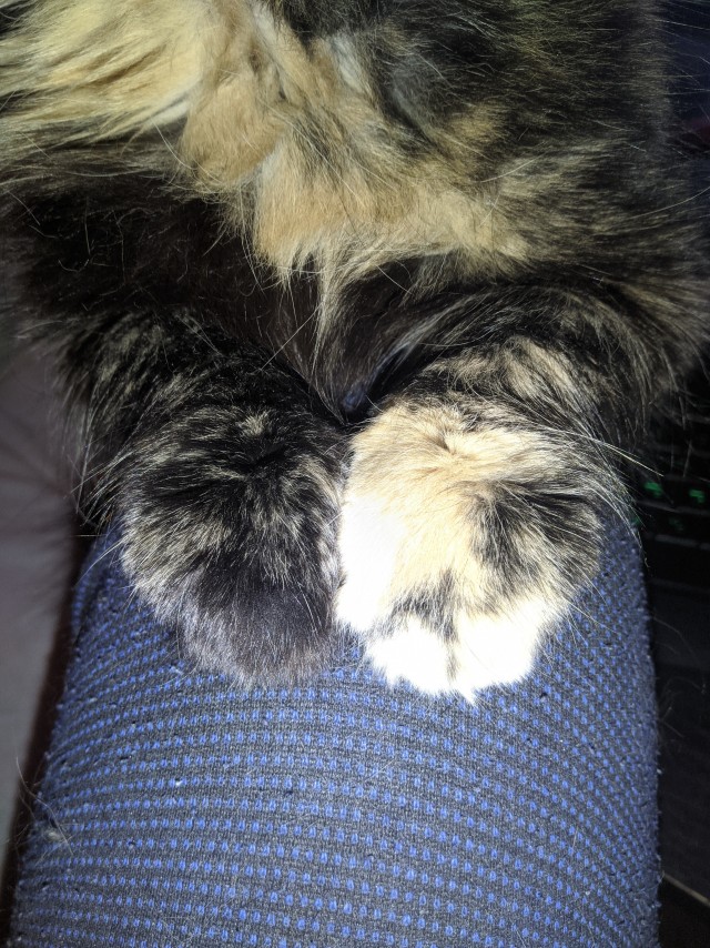 Мыть кота