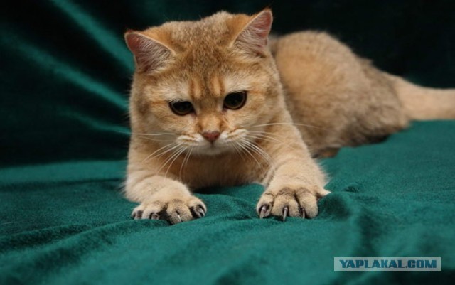 Котики в беде