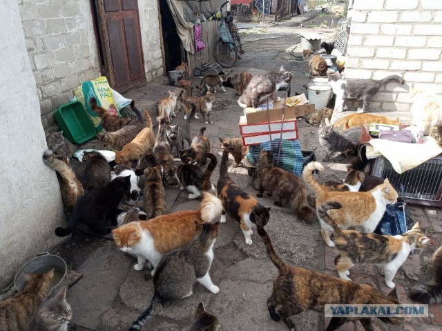 Котики в беде