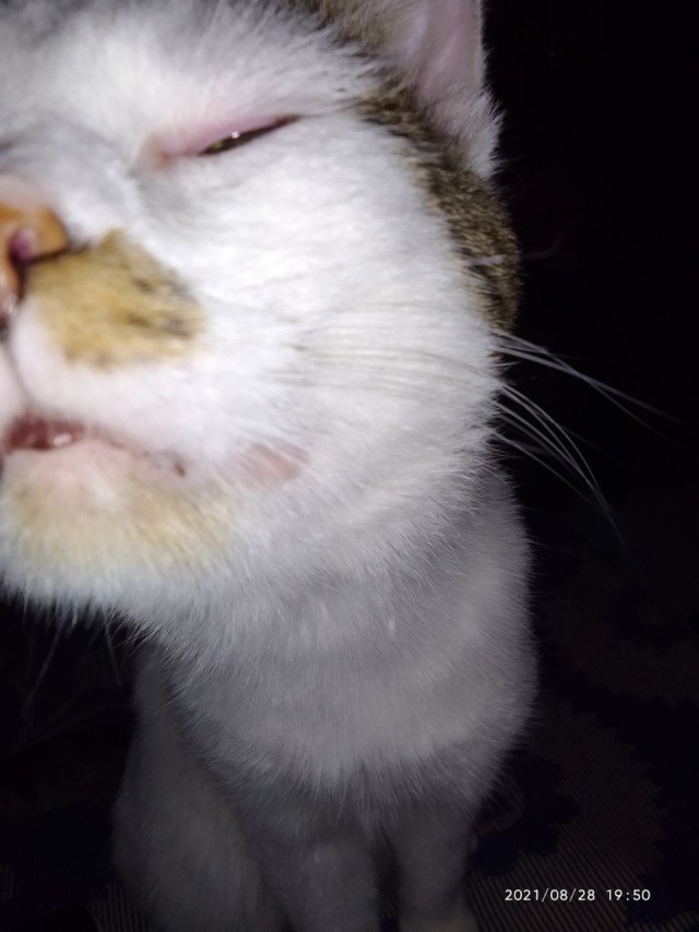 Кот д’Ивуар