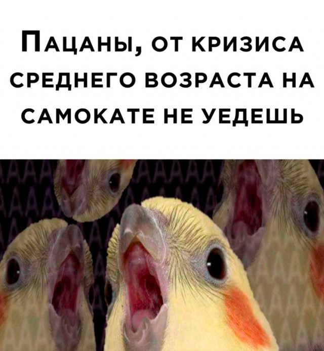 Весёлый полтишок 08.07.22