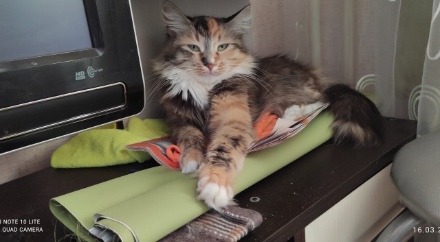 Зарядка для кота
