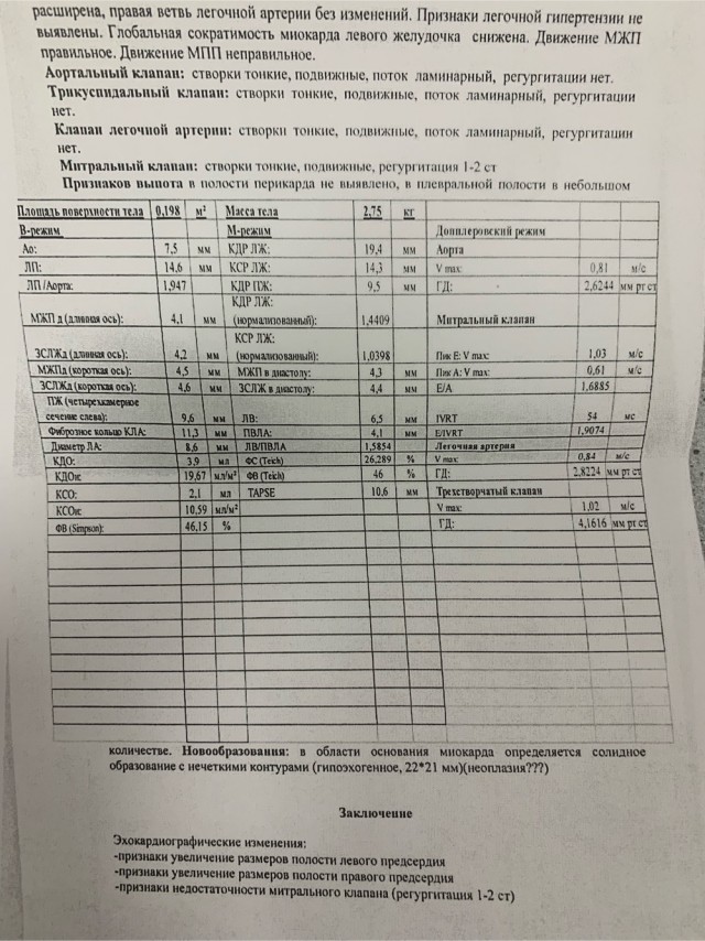 Про кота в четверг