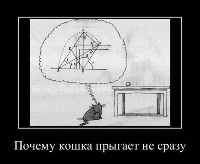 Осторожный кот